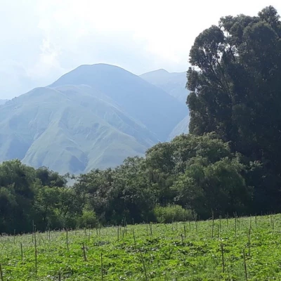 Plant et tre med Growing Trees Network!