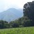 Plant et tre med Growing Trees Network!