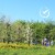 Plant et tre med Growing Trees Network!