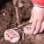 Plant et tre med Growing Trees Network!